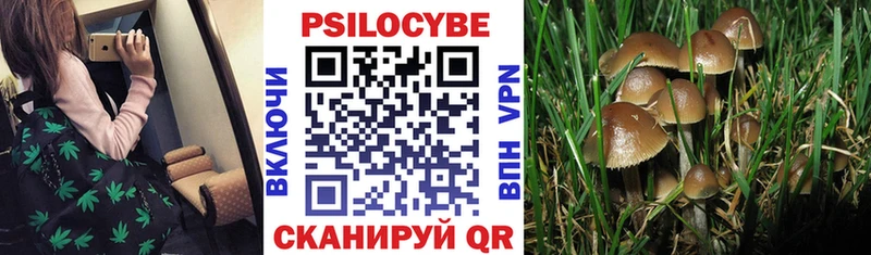 где найти   Бакал  Галлюциногенные грибы MAGIC MUSHROOMS 