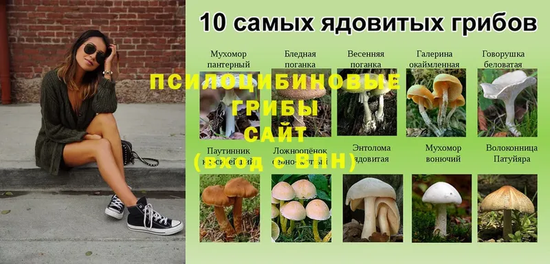 Галлюциногенные грибы Psilocybe  где продают   ОМГ ОМГ ссылка  Бакал 